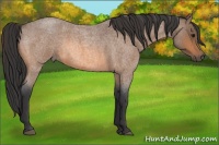Horse Color:Buckskin Roan 