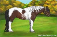 Horse Color:Bay Tobiano Appaloosa 