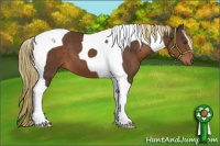 Horse Color:Liver Chestnut Tobiano 