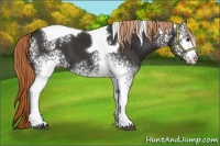 Horse Color:White Spotted Liver Chestnut Tobiano 