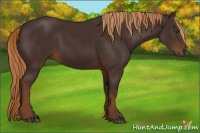 Horse Color:Gray Chestnut