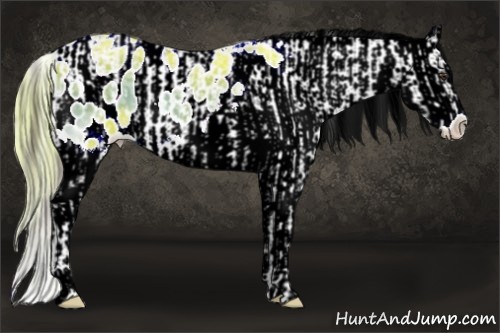 Horse Color:Liver Chestnut Ice Sabino Splash Appaloosa  and Watercolor Liver Red Onyx Ice Splash Appaloosa 