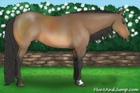 Horse Color:Buckskin 