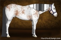 Horse Color:White Spotted Bay Ice 