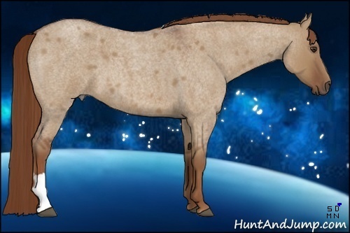 Horse Color:Red Dun Roan 