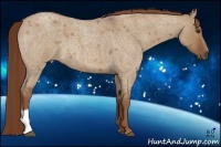 Horse Color:Red Dun Roan 