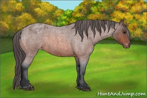 Horse Color:Unknown 