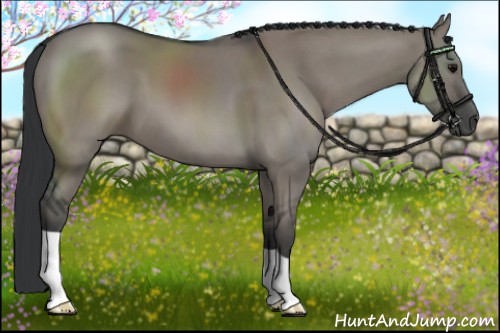 Horse Color:Grullo 