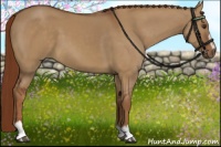 Horse Color:Red Dun Sabino