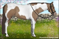 Horse Color:Classic Champagne Tobiano