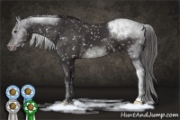 Horse Color:Smoky Black Appaloosa 
