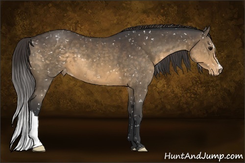 Horse Color:Buckskin Snowflake Varnish 