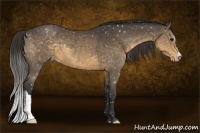 Horse Color:Buckskin Snowflake Varnish 