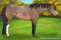 Horse Color:Buckskin 