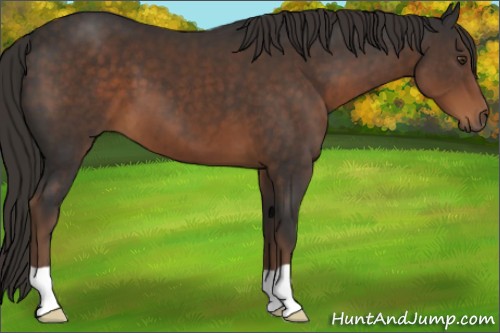 Horse Color:Liver Chestnut 