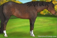 Horse Color:Liver Chestnut 