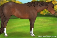 Horse Color:Liver Chestnut 