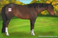 Horse Color:Liver Chestnut 