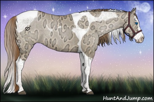 Horse Color:Liver Red Dun Ice Pearl Splash Tobiano 