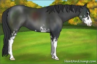 Horse Color:Black Sabino 