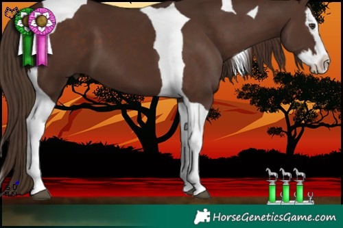 Horse Color:Liver Chestnut Splash Tobiano