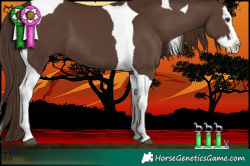 Horse Color:Liver Chestnut Splash Tobiano 