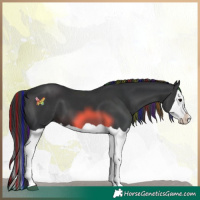 Horse Color:Painted Black Splash 