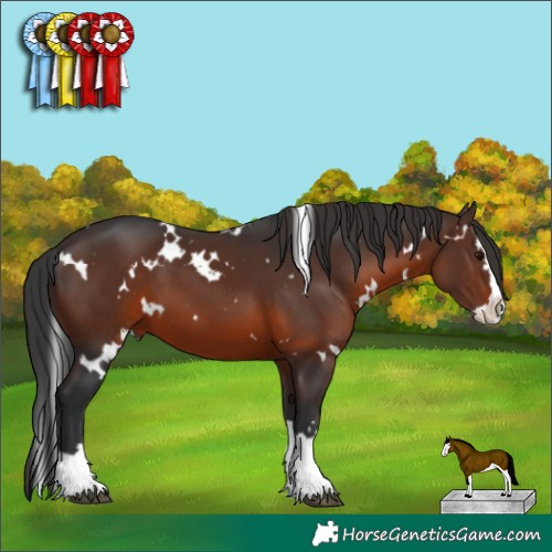 Horse Color:White Spotted Brown Splash 