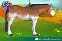 Horse Color:White Spotted Bay 