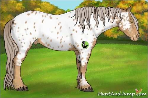Horse Color:Palomino Appaloosa 
