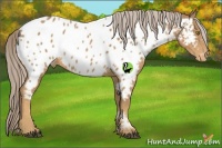 Horse Color:Palomino Appaloosa 