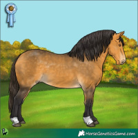 Horse Color:Buckskin 