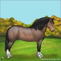 Horse Color:Brown Tobiano