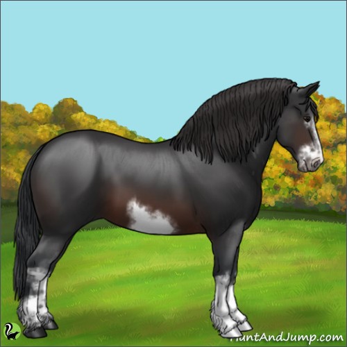 Horse Color:White Spotted Brown Frame 