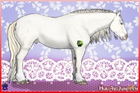 Horse Color:Buckskin Roan Pearl Splash 