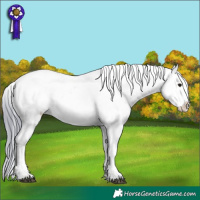Horse Color:Watercolor Bay Appaloosa 