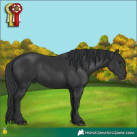 Horse Color:Black 