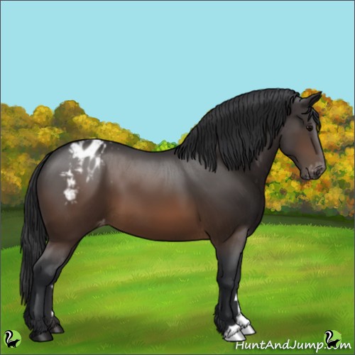 Horse Color:Brown Appaloosa