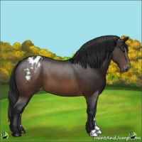 Horse Color:Brown Appaloosa 