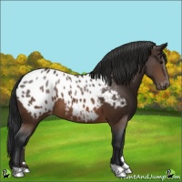 Horse Color:Brown Appaloosa 
