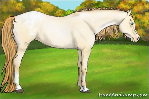 Horse Color:Buckskin Snowdrop Dun Sabino Varnish