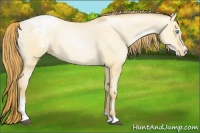 Horse Color:Buckskin Snowdrop Dun Sabino Varnish