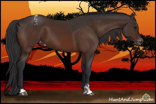 Horse Color:Brown Sabino Appaloosa 