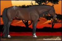 Horse Color:Brown Sabino Appaloosa