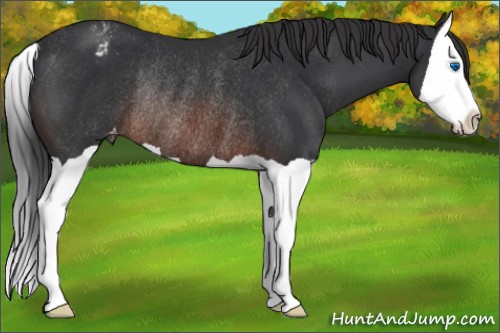 Horse Color:Brown Splash Appaloosa Rabicano 