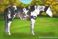 Horse Color:White Spotted Buckskin Splash Rabicano 