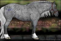 Horse Color:Silver Blue Chinchilla Roan Rabicano 