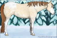 Horse Color:Amber Cream Champagne Ice Dun Sabino Varnish 