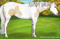 Horse Color:Silver Bay Dun Splash Tobiano Varnish 