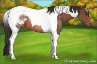Horse Color:Bay Tobiano Varnish